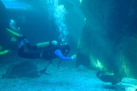 Immersione dei subacquei italiani nell'acquario Two Oceans