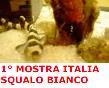 1� MOSTRA ITALIANA SQUALO BIANCO