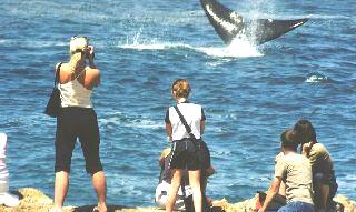 Whale performing for the crowd