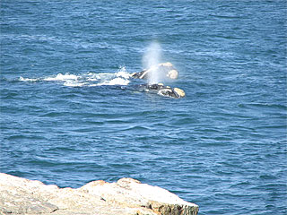 whales off the Hermanus coast